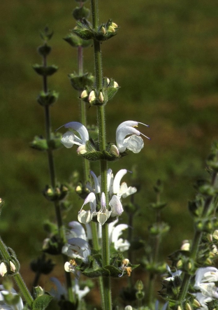 Salvia argentea