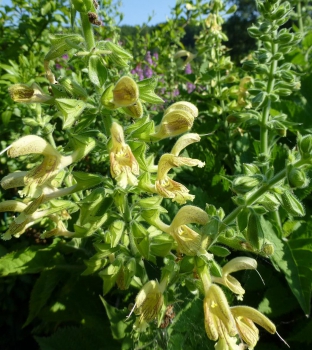 Salvia glutinosa