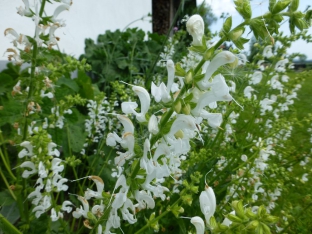 Salvia pratensis 'Swan Lake'