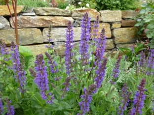 Salvia pratensis