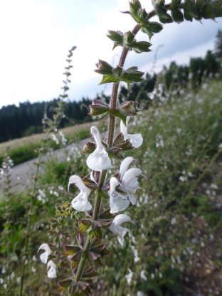 Salvia staminea