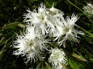 Dianthus arenarius