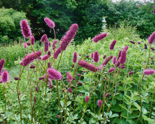 Sanguisorba menziesii