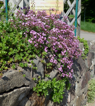 Saponaria ocymoides