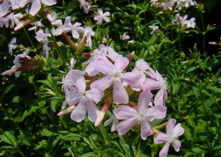 Saponaria officinalis