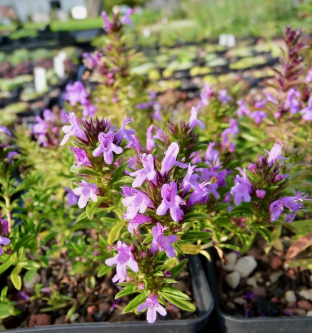 Satureja montana subsp. illyrica