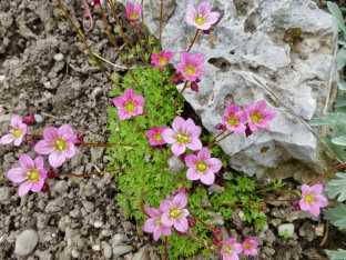 Saxifraga arendsii