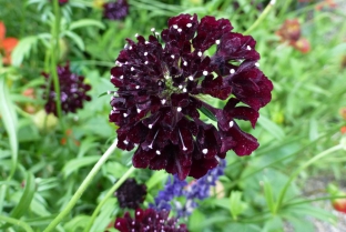 Scabiosa atropurpurea 'Black Knight'