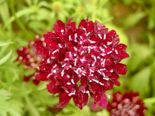 Scabiosa atropurpurea 'Fire King'