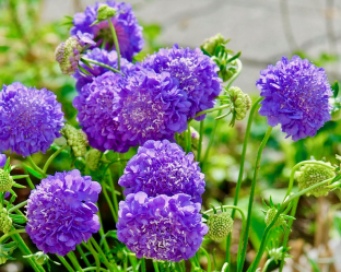 Scabiosa atropurpurea 'Oxford Blue'