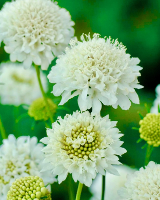 Scabiosa atropurpurea 'Snowmaiden'