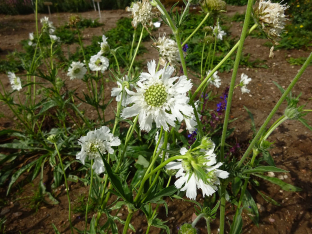 Scabiosa caucasica 'Perfection White'