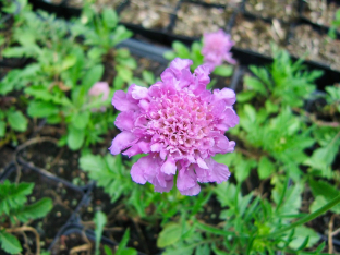 Scabiosa columbaria