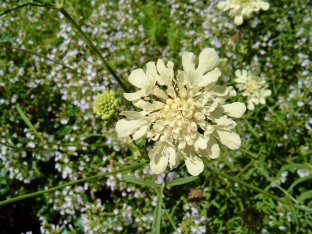 Scabiosa ochroleuca