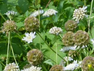 Scabiosa stellata