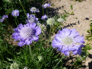 Scabiosa caucasica