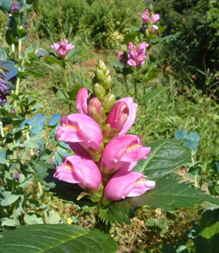 Chelone obliqua