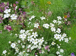 Gypsophila elegans 'Covent Garden'