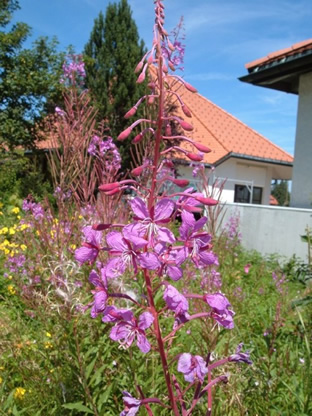 Epilobium angustifolium