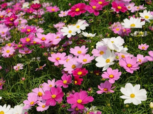 Cosmos bipinnatus 'Sensation'