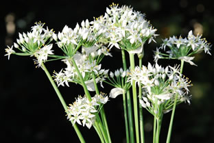 Allium tuberosum