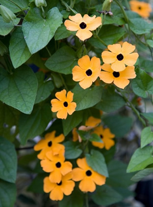 Thunbergia alata 'Orange Wonder'