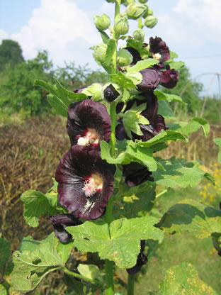 Alcea rosea var. nigra