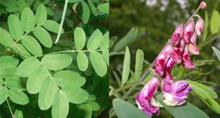 Lathyrus niger