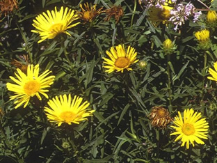 Inula ensifolia