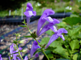 Scutellaria baicalensis