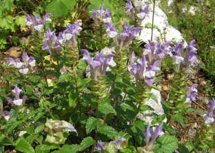 Scutellaria alpina