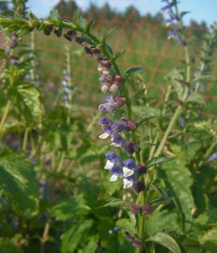 Scutellaria altissima