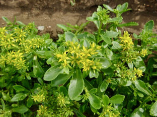 Sedum aizoon