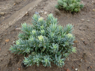 Sedum sediforme