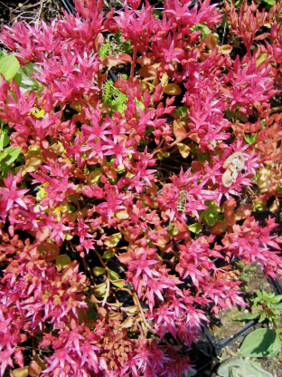 Sedum spurium