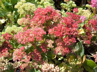 Sedum telephium s.str. (Wildform)