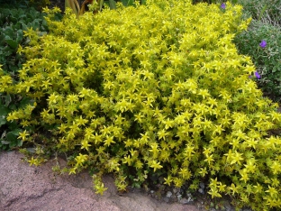 Sedum acre