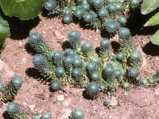 Sedum forsterianum ssp. elegans