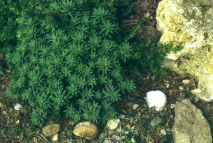 Sedum hispanicum