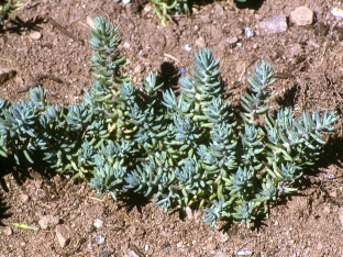 Sedum reflexum (graue Form)