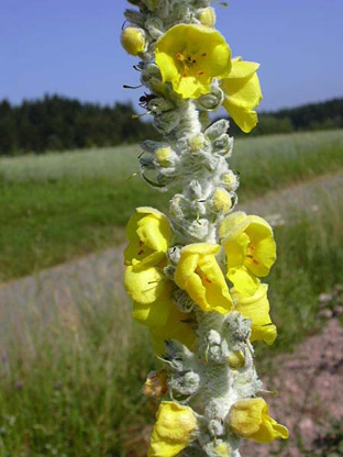 Verbascum bombyciferum