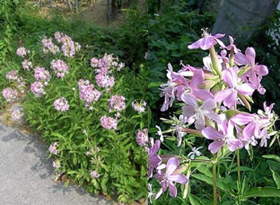 Saponaria officinalis