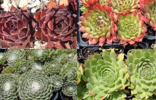 Sempervivum hybridum