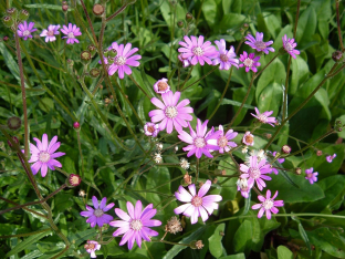 Senecio polyodon