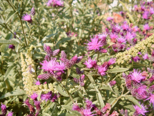 Serratula tinctoria