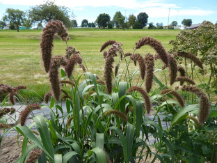 Setaria italica 'Lowlander'