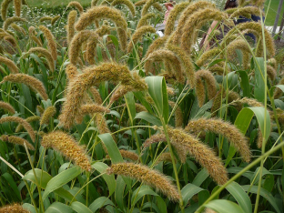 Setaria italica 'Hylander'