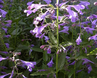 Nepeta sibirica