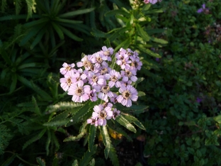 Achillea sibirica var. kamtschatica 'Love Parade'