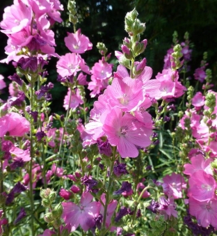 Sidalcea malviflora